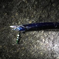 釣れ続く太刀魚